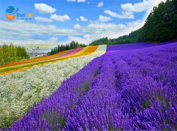 Tour Nhật Bản: Khám Phá Hokkaido Mùa Lavender Hè 2026
